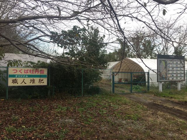 _ΉO@Peony Garden Tokyo in Tsukuba