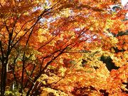 ܂݂̐mR_ЁiRj̓eʐ^1