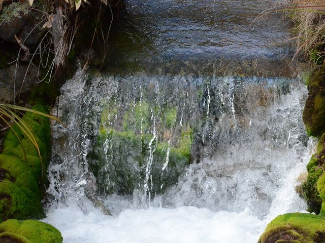 ���̗��ɉB�ꂽ�R�P_�`���c�{�~�S�P����