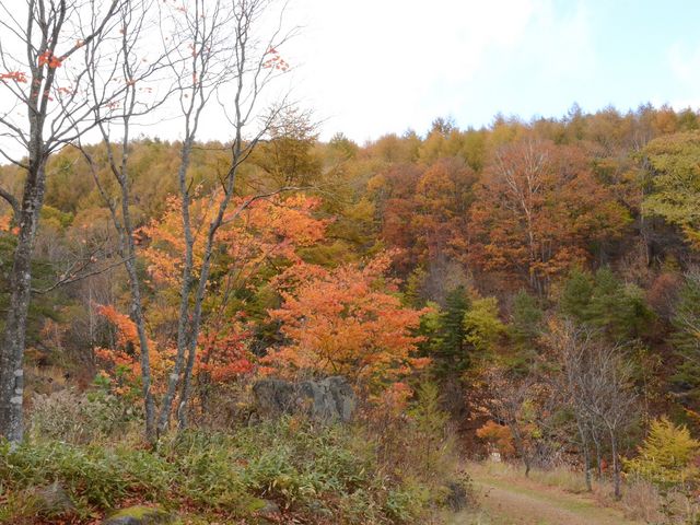 �������̍g�t_�`���c�{�~�S�P����