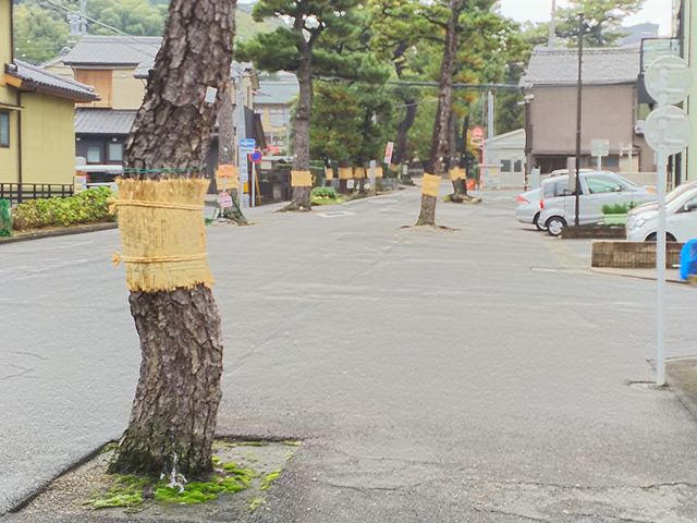 �Q�q�܂ł̓��̂�ł��I_�Z���_��