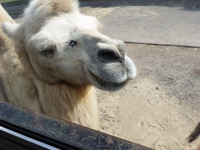 �炭������_�H�g�䎩�R���������T�t�@�������h