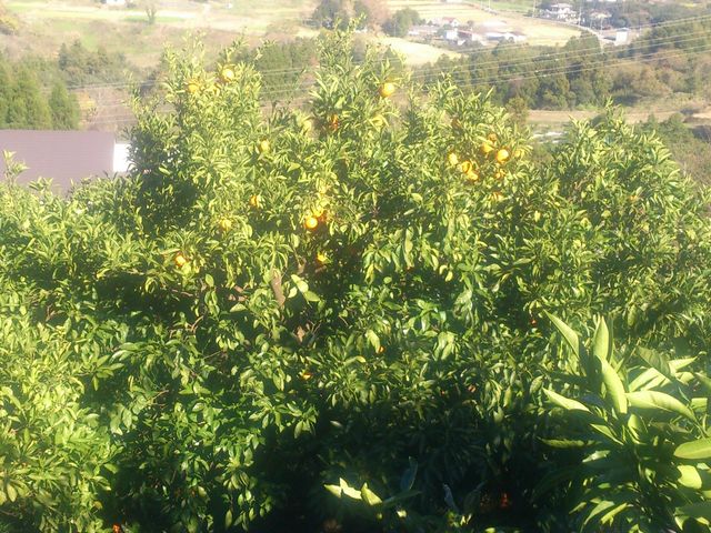 �O�F���݂�����g��