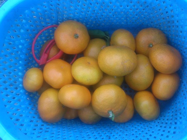 �O�F���݂�����g��