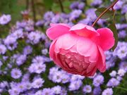 jR񂳂̍`̌u [YK[f̓eʐ^1