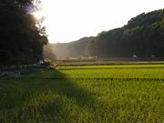 ܂5525̎Ƃӂ邳Ƒ̓eʐ^1