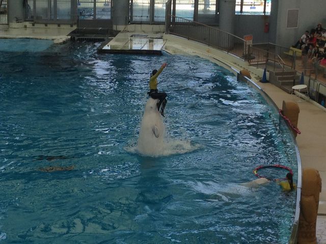 ���C���J�A��������_���l�E���i���V�[�p���_�C�X