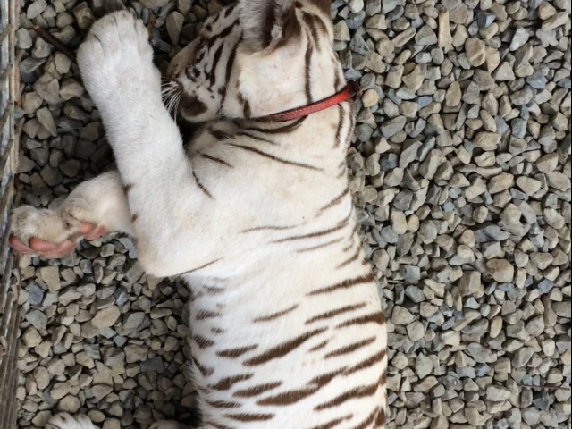 ����Ƃ蓮����