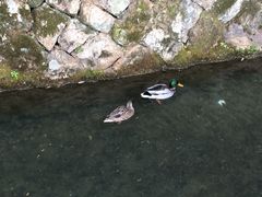 ܂Ԃ肩̑L_Ђւ̓eʐ^1