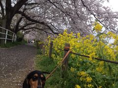 ろんみみさんの神奈川県立相模三川公園への投稿写真1