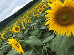 ł[̒ÓЂ܂Lւ̓eʐ^1