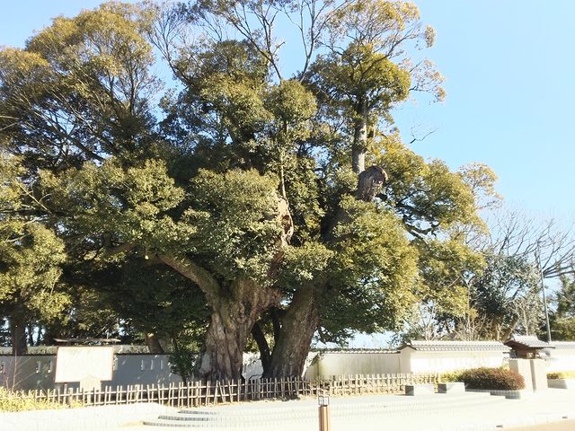 ʂłЂƍۖڗ؁@ˏՂ̑VC@ǂ̌͊wZł_ˏ隬(̊ۓW)