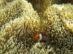 P̃}VbvΊ_Ί㐿ւ̓eʐ^1