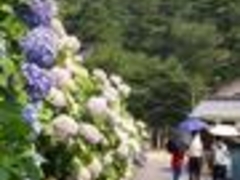 たけさんの大滝山福生寺西法院の紫陽花の投稿写真1