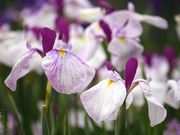 luK[̗^̑Ղ߉̓eʐ^2