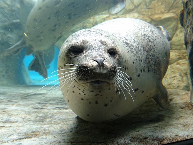 �l���������ł�_�j��������GAO