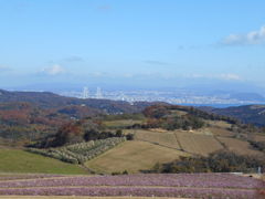 asuka̖ΊC勴ubW[hւ̓eʐ^1