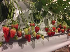 ������̂��������ӂ��[�ނւ̓��e�ʐ^1