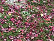 ̂񂿂񂳂̉}̓eʐ^2