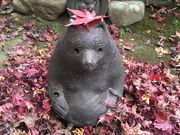 ̂񂿂񂳂̉}̓eʐ^3