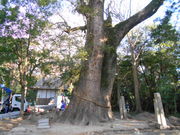 asuka����̈ɜQ���_�{�̕v�w��̓��e�ʐ^3