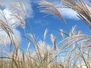 �̂񂿂�񂳂�̐��΍����̓��e�ʐ^2