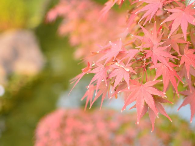 �g�t�̋G�߂͉����̖؁X���Ԃ����܂�܂��B_�����뉀