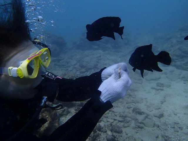 ���_�C�r���O_�t���[�_���A�h�x���`���[ �����u���t�B�b�V��