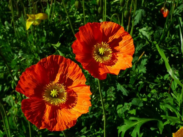 �����ɍ炢�Ă��܂���2
_�ߌÎ��i�ߌÊω��j