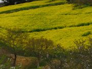 AX̃}U[q̂Ȃ̂͂Ȃ̓eʐ^1