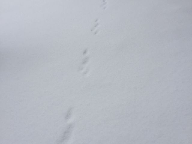 Lcl̑_tHXgEH[^[@݂Ȃ݃x[X