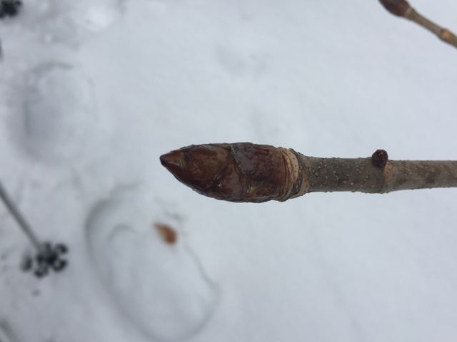 Ȃ̖_tHXgEH[^[@݂Ȃ݃x[X