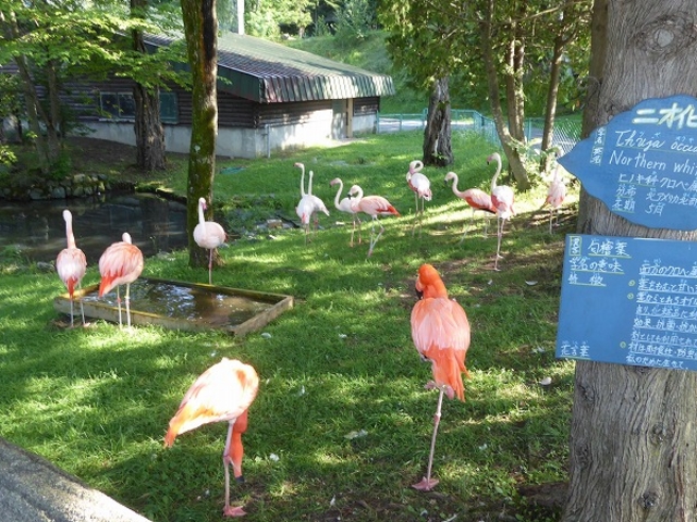 �k�C������s�E���R������ (���ݺ�)_���R������