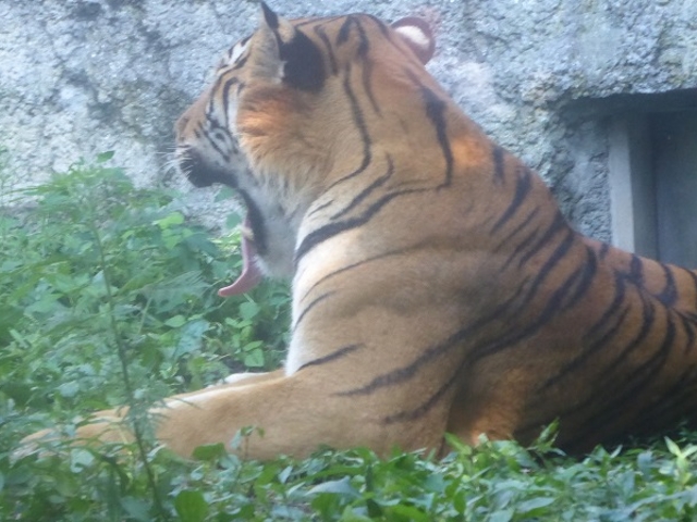 �k�C������s�E���R������ (�傠���т���ݶ����)_���R������