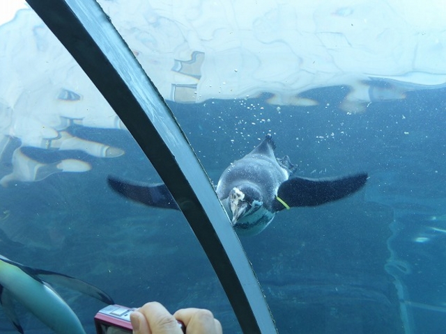 �k�C������s�E���R������ (���U��ݷ��) _���R������