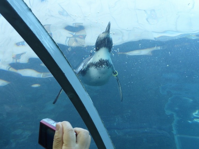 �k�C������s�E���R������ (�}���񂷂���ݷ��) _���R������