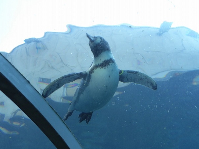 �k�C������s�E���R������ (����ݸނ�����ݷ��) _���R������