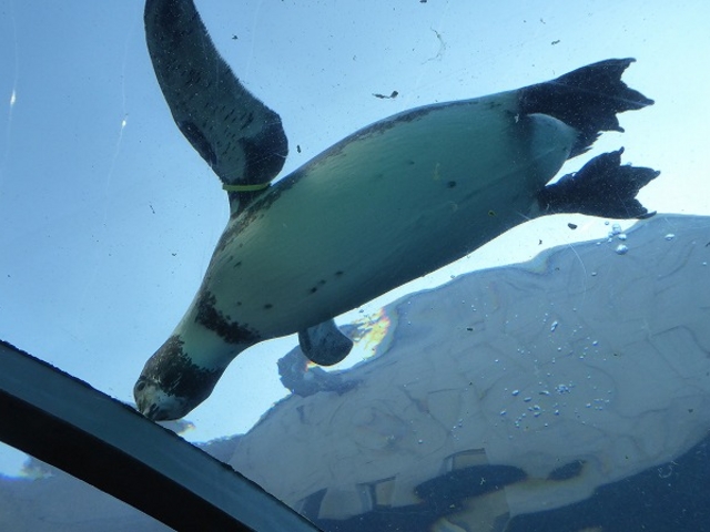 �k�C������s�E���R������ (��ݷ��) _���R������