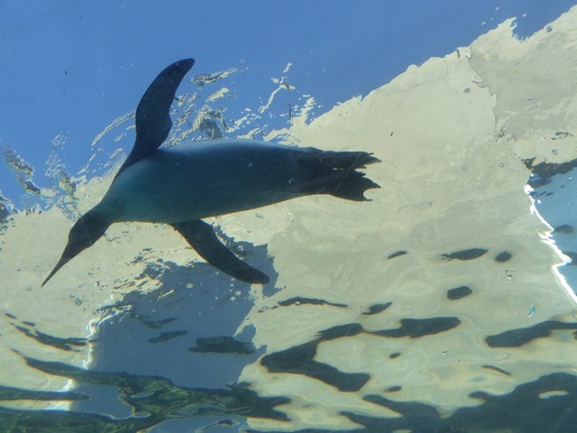 �k�C������s�E���R������ (��ݷ��) _���R������