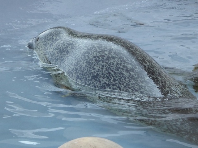 �k�C������s�E���R������ (���׼)_���R������