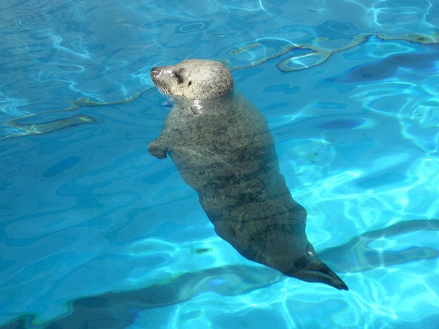 �k�C������s�E���R������ (���׼)_���R������