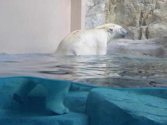 �k�C������s�E���R������ (�۸�)_���R������