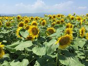 hitommy115̐sÕQ̓eʐ^1