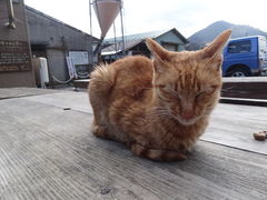 ���܂�����̒O��W���[�W�[�q��@�~���N�H�[�@����ւ̓��e�ʐ^1