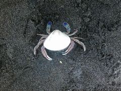 森川漁網店 ヒラツメガニ釣り体験 予約 アクセス 割引クーポン じゃらんnet