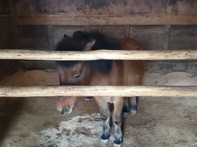 �q�n�̃R�E�L����ł��B�����̂Ɍ|�B�҂ŁA�������ď΂��܂����B_���ِ̊X�̐�����