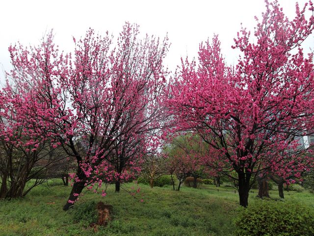 �l���{�����뉀�͍؂̉Ԃ���₢�낢�날��f�G�ł���_�|�P�J��