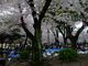 鶴亀松竹梅扇さんの鶴舞公園（愛知県名古屋市）への投稿写真4