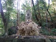 �O�����l����̈��{��_�Ђ̓��e�ʐ^3