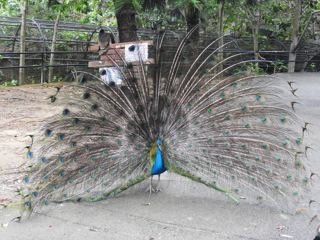 �����悤�ɍE�����H���L���Ă��܂���_�l�I�p�[�N�I�L�i��